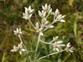 500 Sweet Everlasting Seeds Pseudognaphalium obtusifolium Native Wildflower Pollinator Garden