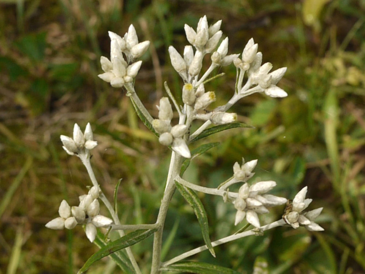 500 Sweet Everlasting Seeds Pseudognaphalium obtusifolium Native Wildflower Pollinator Garden