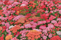 50 Seeds Bright Color Yarrow Achillea millefolium Flower Seeds