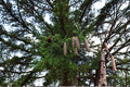 50 Seeds Norway Spruce Picea abies Evergreen Tree
