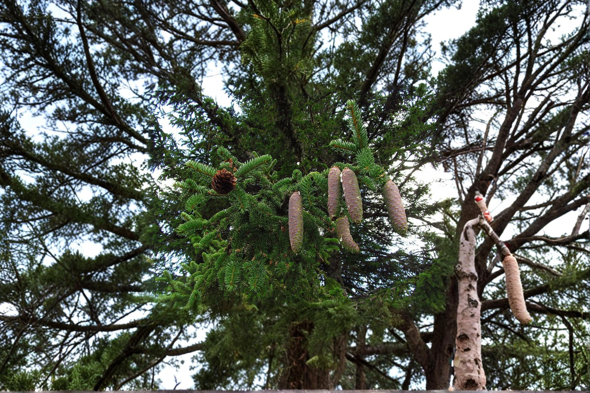 50 Seeds Norway Spruce Picea abies Evergreen Tree