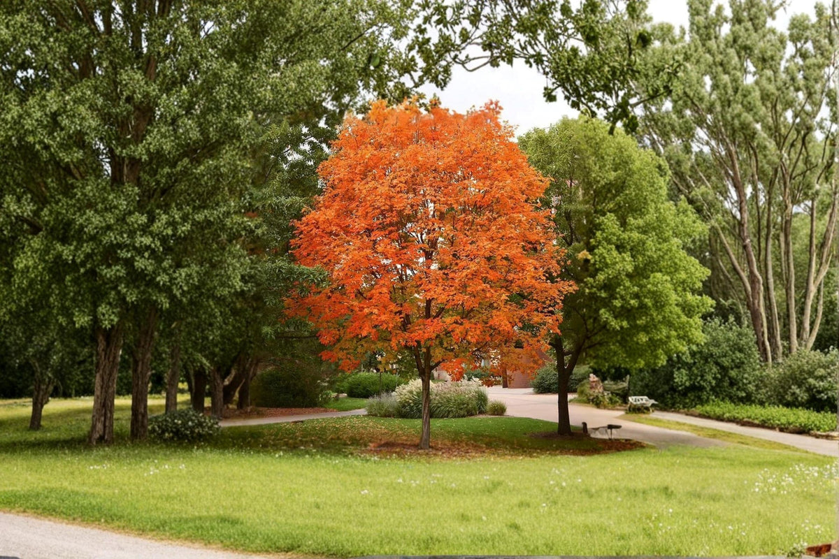 1 Live Plant Sugar Maple Seedling Acer saccharum Shade Tree
