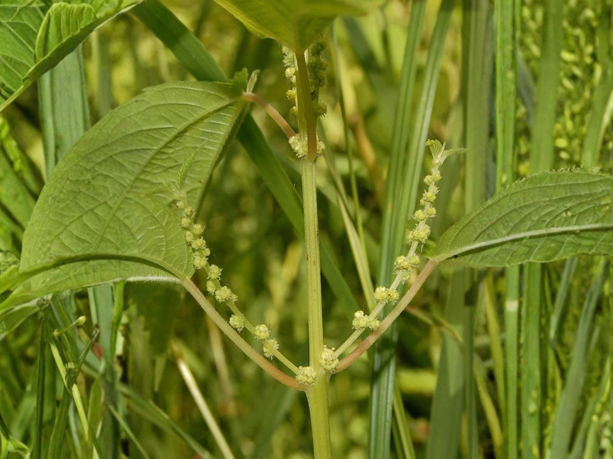 100 Smallspike False Nettle Seeds Boehmeria cylindrica Pollinator Garden Wildflower
