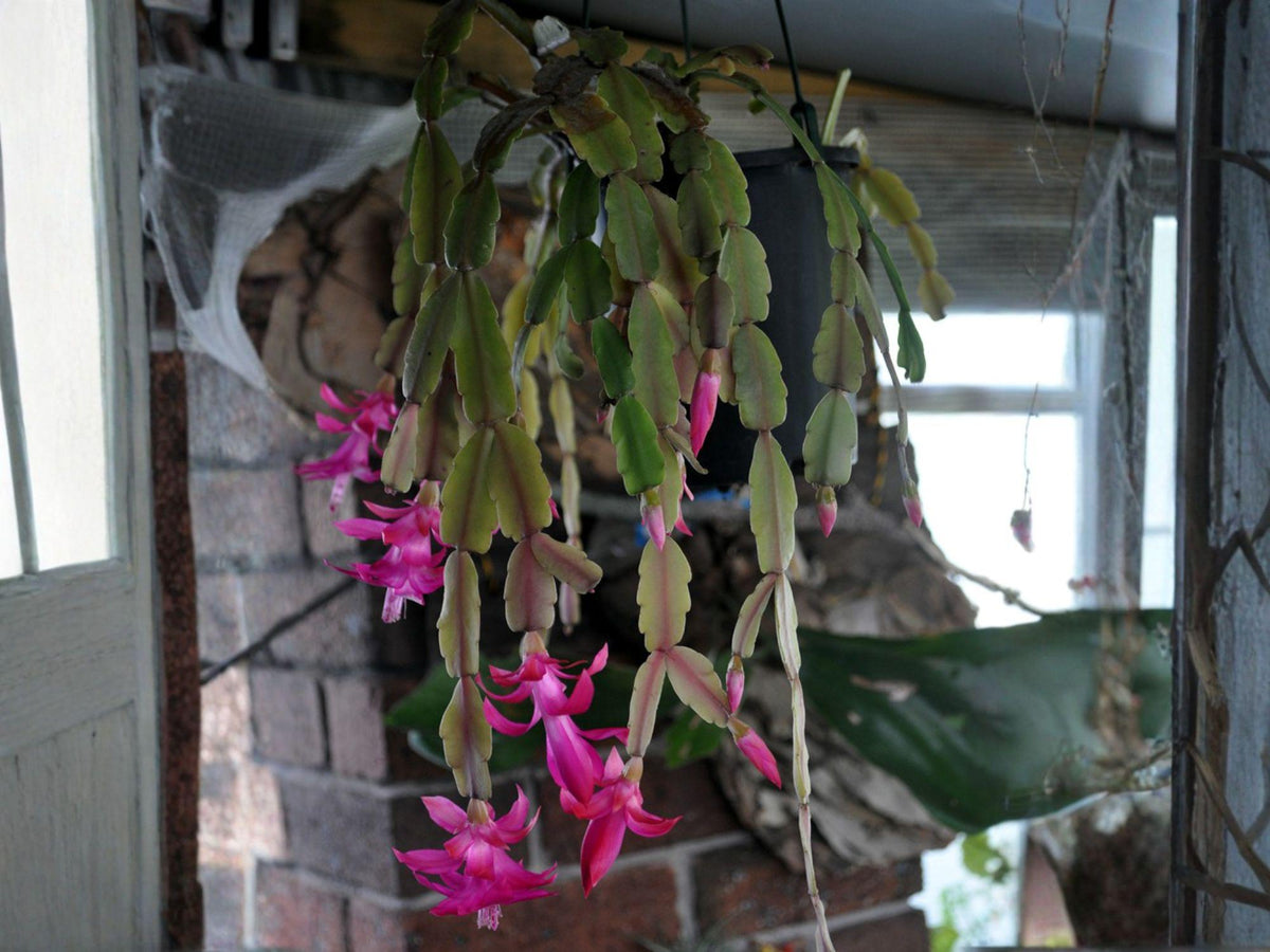 Proud Tina Christmas Cactus Starter Plant | Schlumbergera Truncata Holiday Cactus