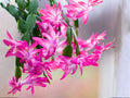 Roxanne Christmas Cactus Starter Plant | Schlumbergera Truncata Holiday Cactus