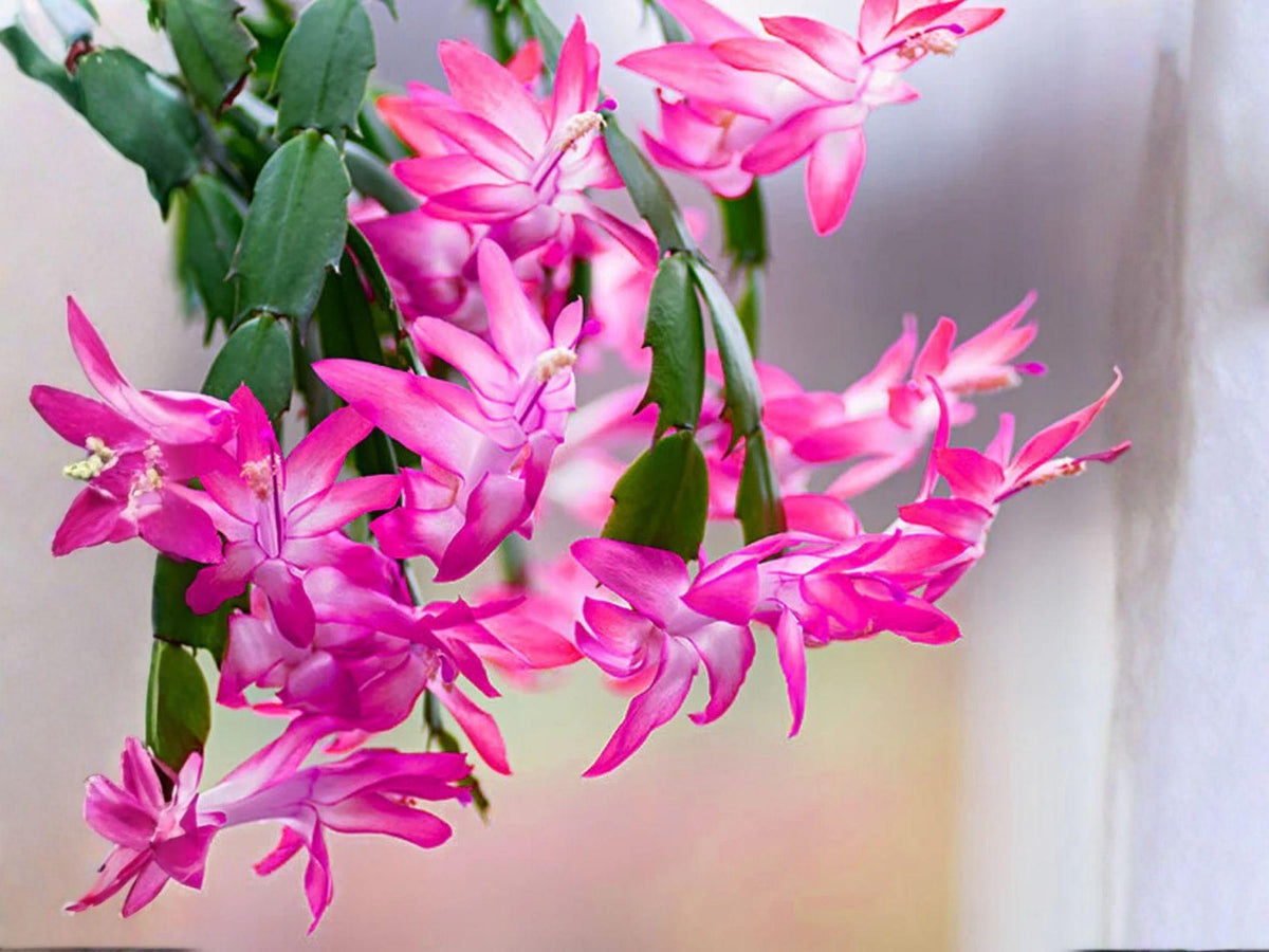 Roxanne Christmas Cactus Starter Plant | Schlumbergera Truncata Holiday Cactus
