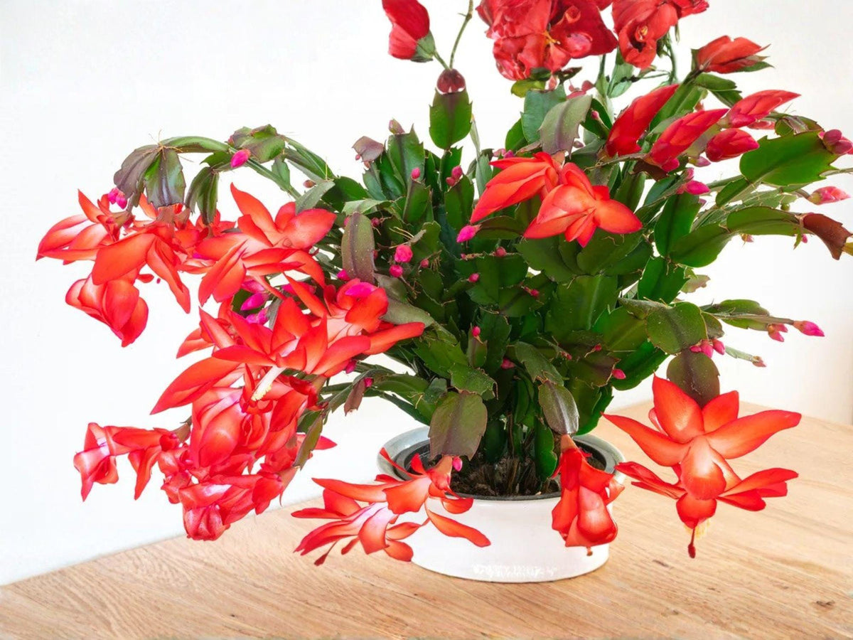 Japanese Dream Christmas Cactus Starter Plant | Schlumbergera Truncata Holiday Cactus