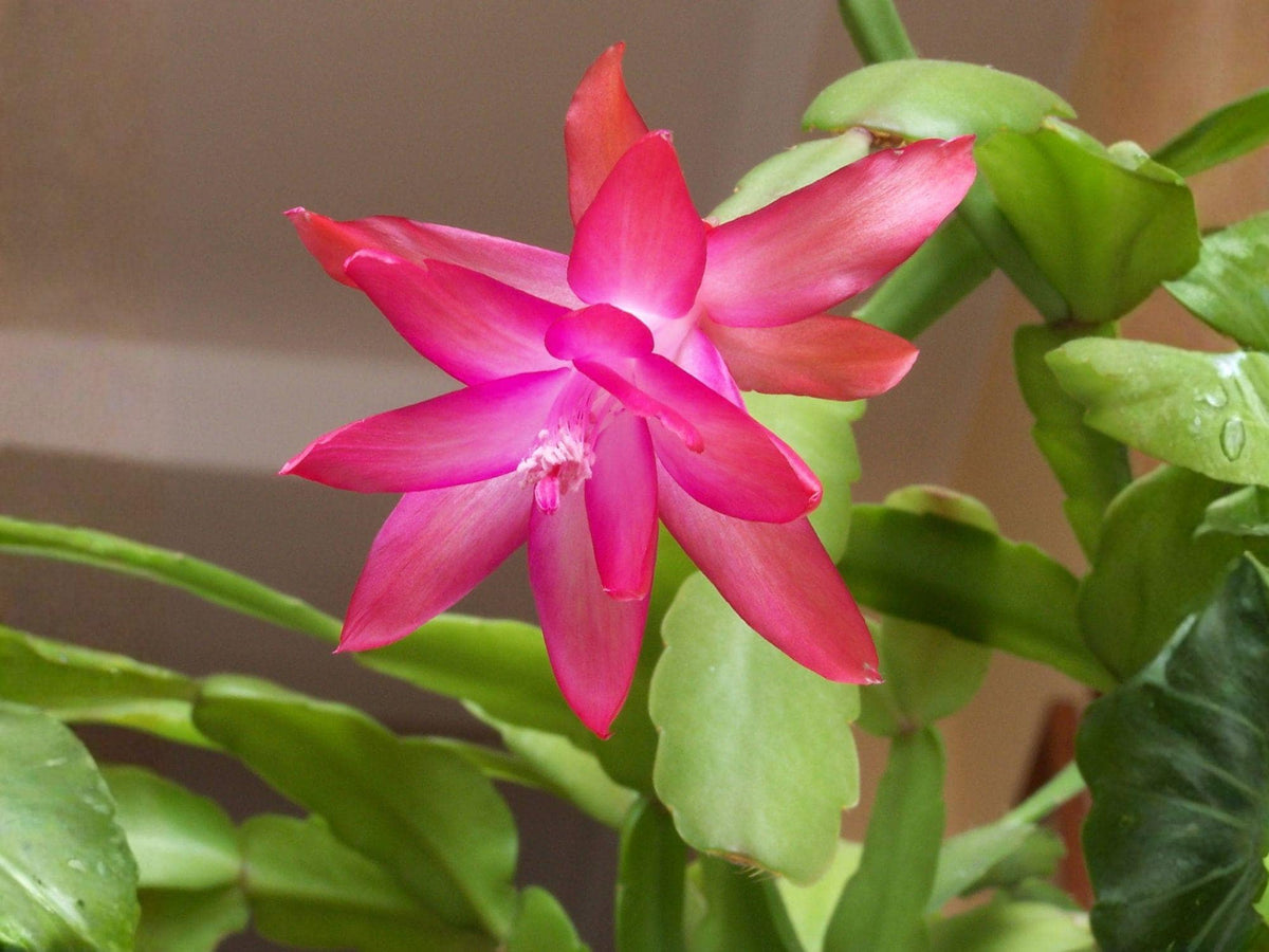 Satin Beauty Christmas Cactus Starter Plant | Schlumbergera Truncata Holiday Cactus