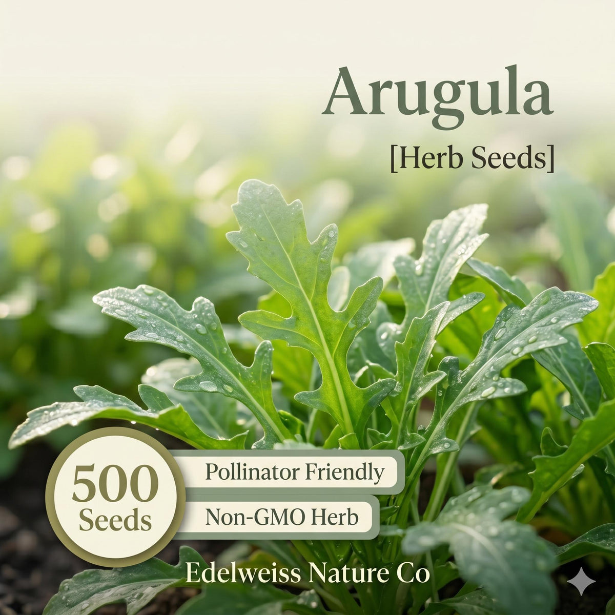 Arugula Seeds – 500 Heirloom Rocket Herb Garden Salad Greens