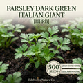 Italian Giant Parsley Seeds – 500 Dark Green Flat Leaf Herb Garden Seeds