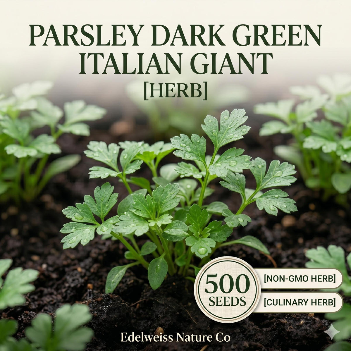 Italian Giant Parsley Seeds – 500 Dark Green Flat Leaf Herb Garden Seeds