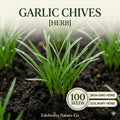 Garlic Chives Seeds 100 Count - Culinary Herb for Asian Cuisine