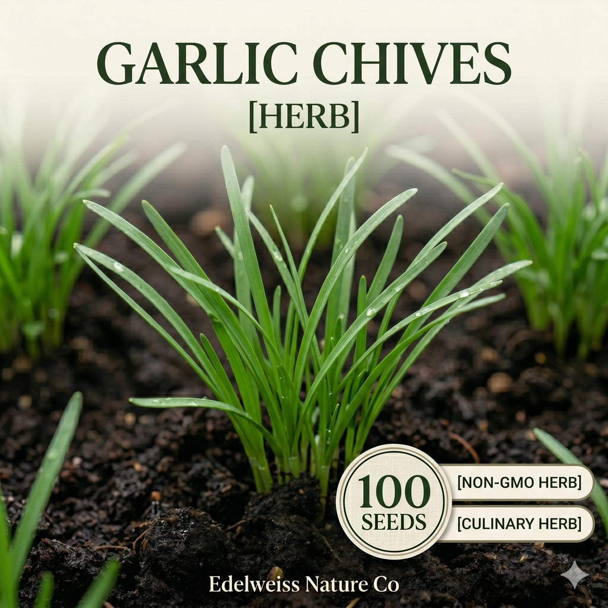 Garlic Chives Seeds 100 Count - Culinary Herb for Asian Cuisine