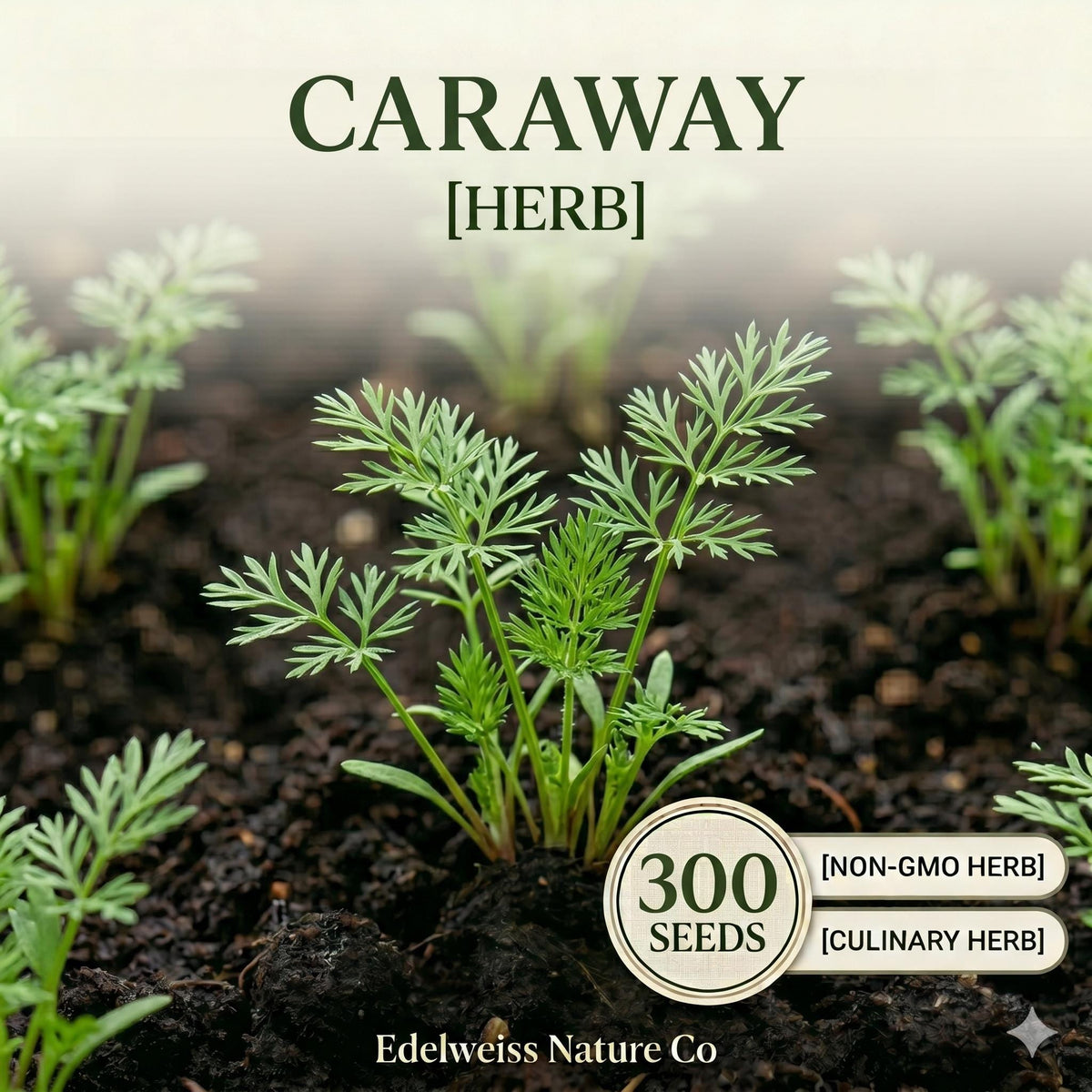 Heirloom Caraway Seeds 300 Count for Planting Culinary Herb & Spice Garden