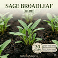 Broadleaf Sage Seeds – 30 Culinary Herb Seeds for Planting