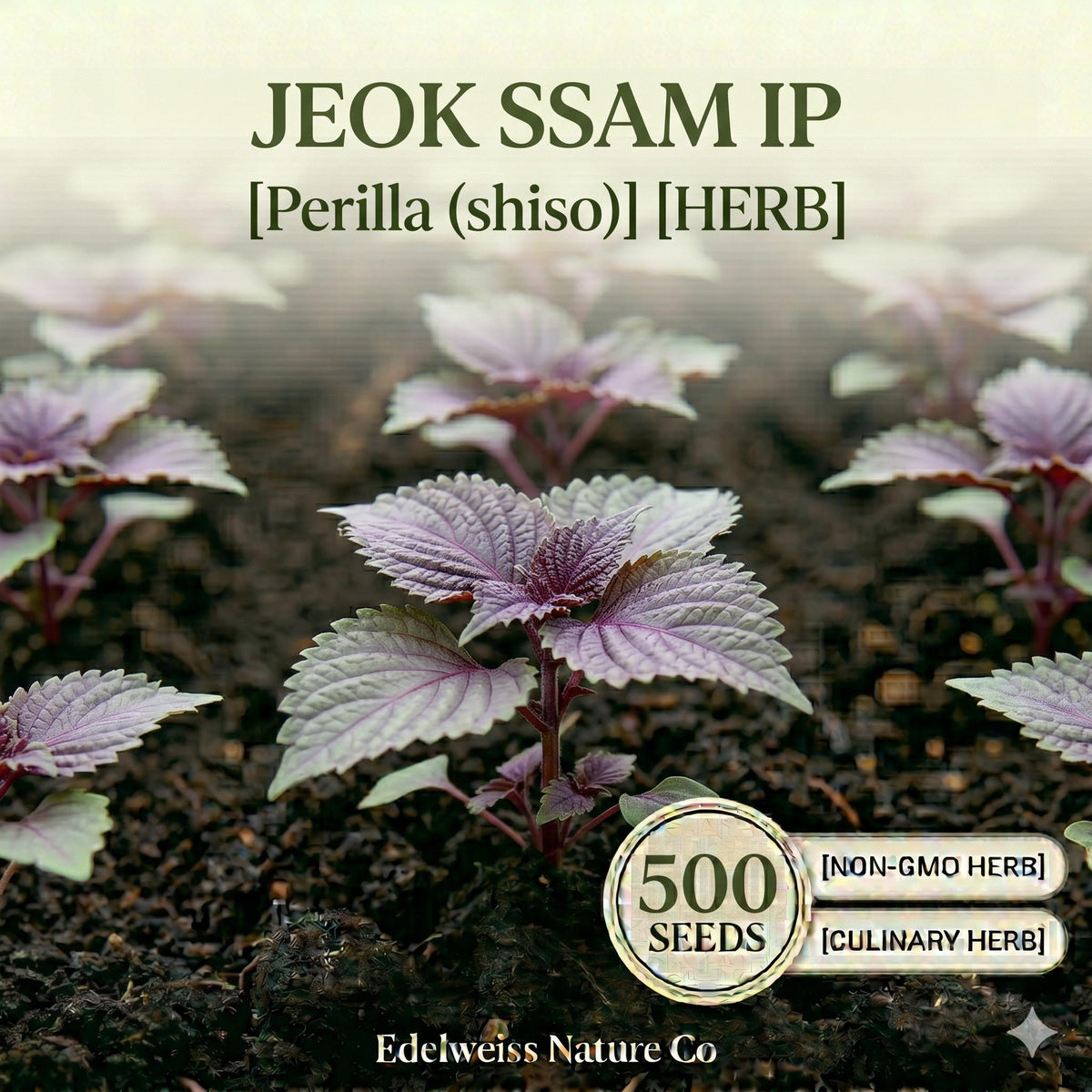 Jeok Ssam Ip Perilla Seeds – 500 Red Shiso Korean Herb Seeds for Planting