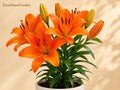 3 Surfside Orange Lily Bulbs - Asiatic Lilium Bright Summer Garden Flower