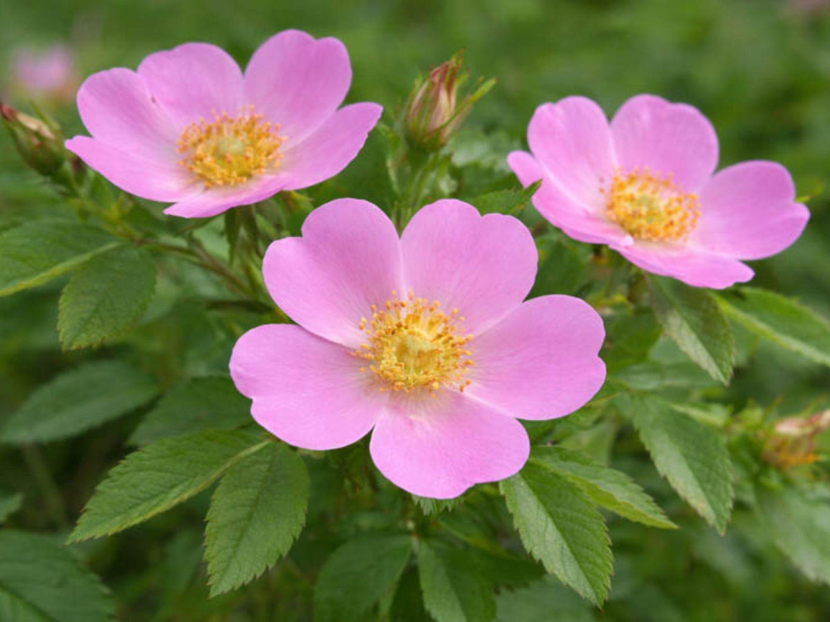 15 Seeds Rosa carolina Pasture Rose Shrub Tree Bonsai Landscape