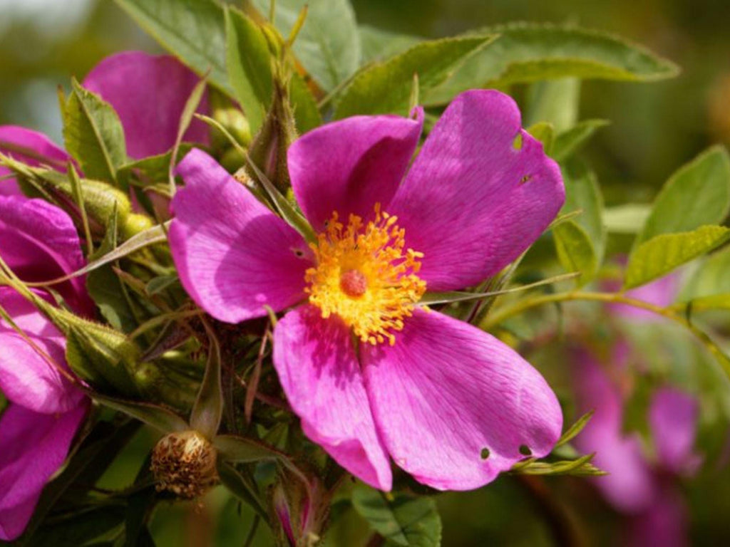 15 Seeds Rosa carolina Pasture Rose Shrub Tree Bonsai Landscape
