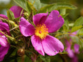 15 Seeds Rosa carolina Pasture Rose Shrub Tree Bonsai Landscape