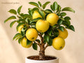 1 Yellow Delicious Apple Tree 12-18 Inch Bare Root – Malus domestica Fruit Tree