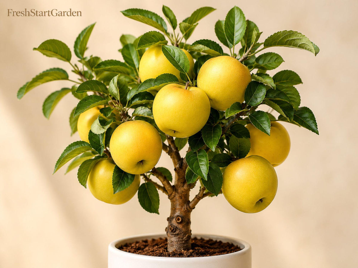 1 Yellow Delicious Apple Tree 12-18 Inch Bare Root – Malus domestica Fruit Tree