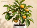 5 Native Persimmon Bare Root Trees 6-12 Inches Diospyros virginiana Edible Shade Tree