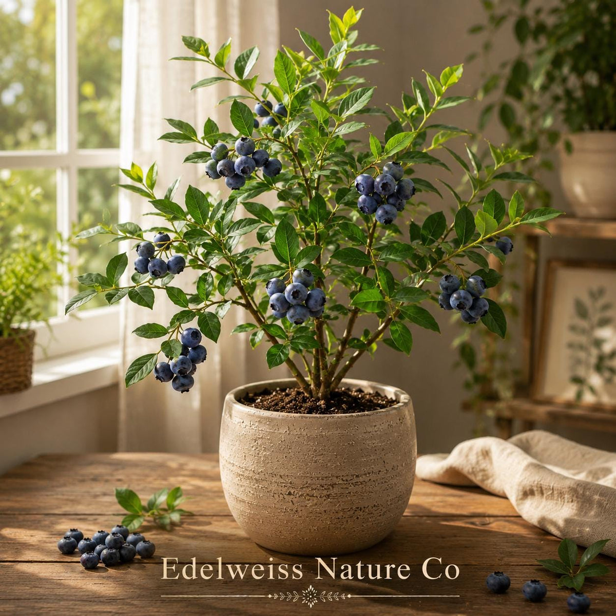 Legacy Blueberry Starter Plant | Vaccinium corymbosum Live Berry Bush for Edible Gardens