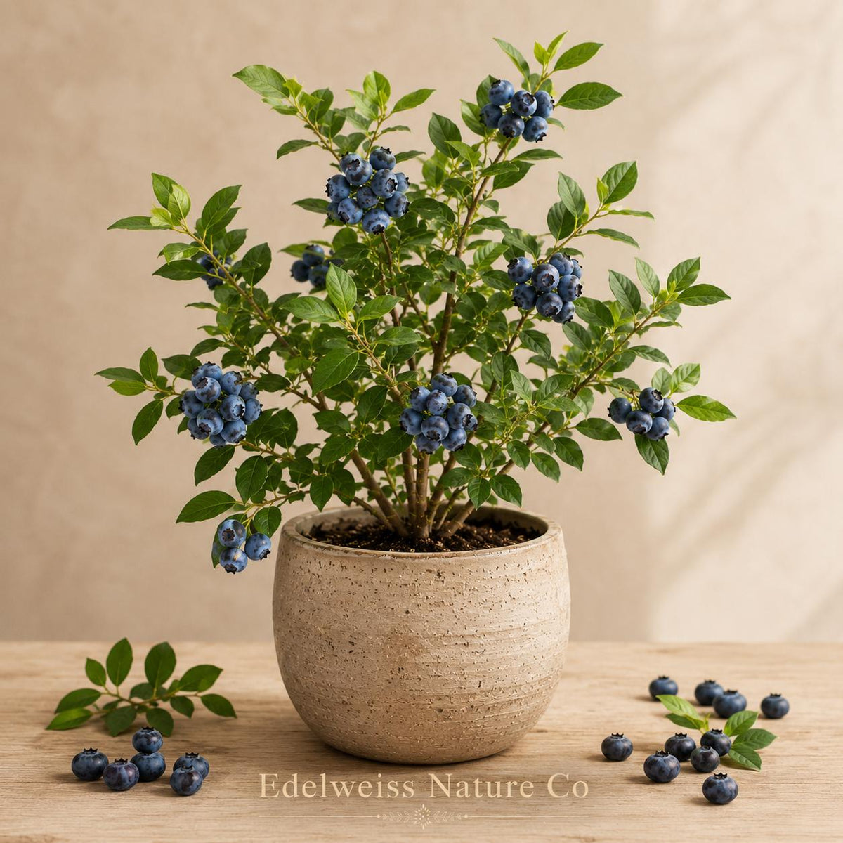 Springhigh Blueberry Starter Plant | Vaccinium corymbosum Live Berry Bush