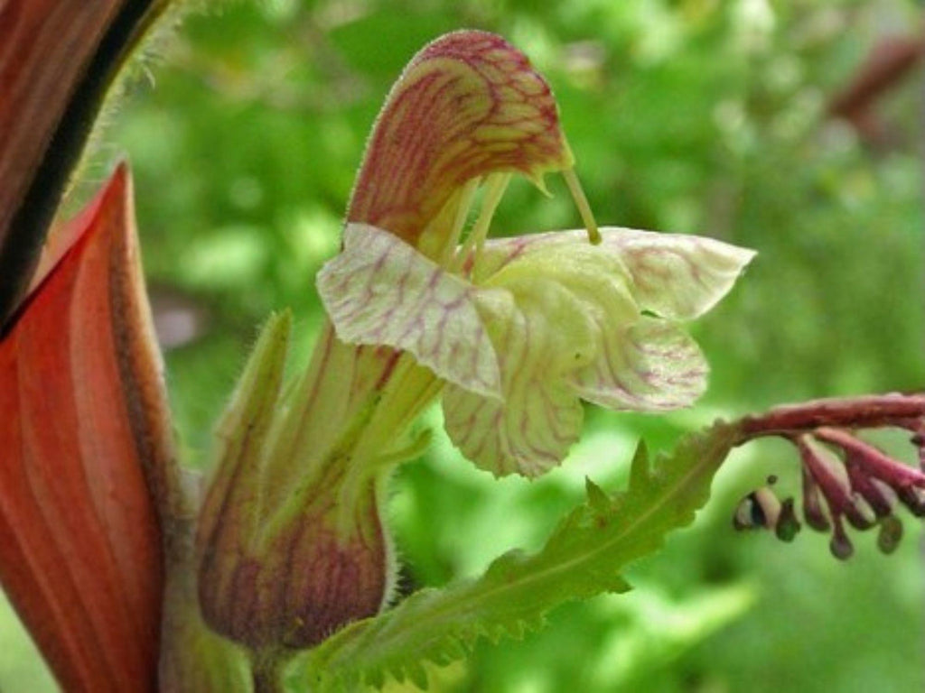 100 Giant Lousewort Seeds Pedicularis procera Native Wildflower Pollinator Cottage Garden