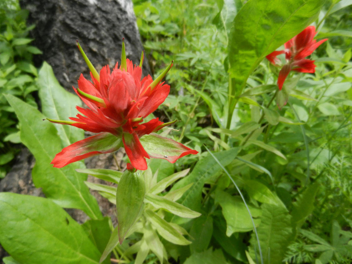 100 Castilleja miniata Seeds Indian Paintbrush Wildflower