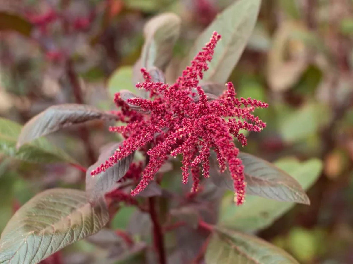100 Red Garnet Amaranth Seeds Amaranthus tricolor Ornamental Flower