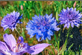 200 Seeds Dwarf Blue Cornflower Bachelor Button Centaurea cyanus Annual Flower