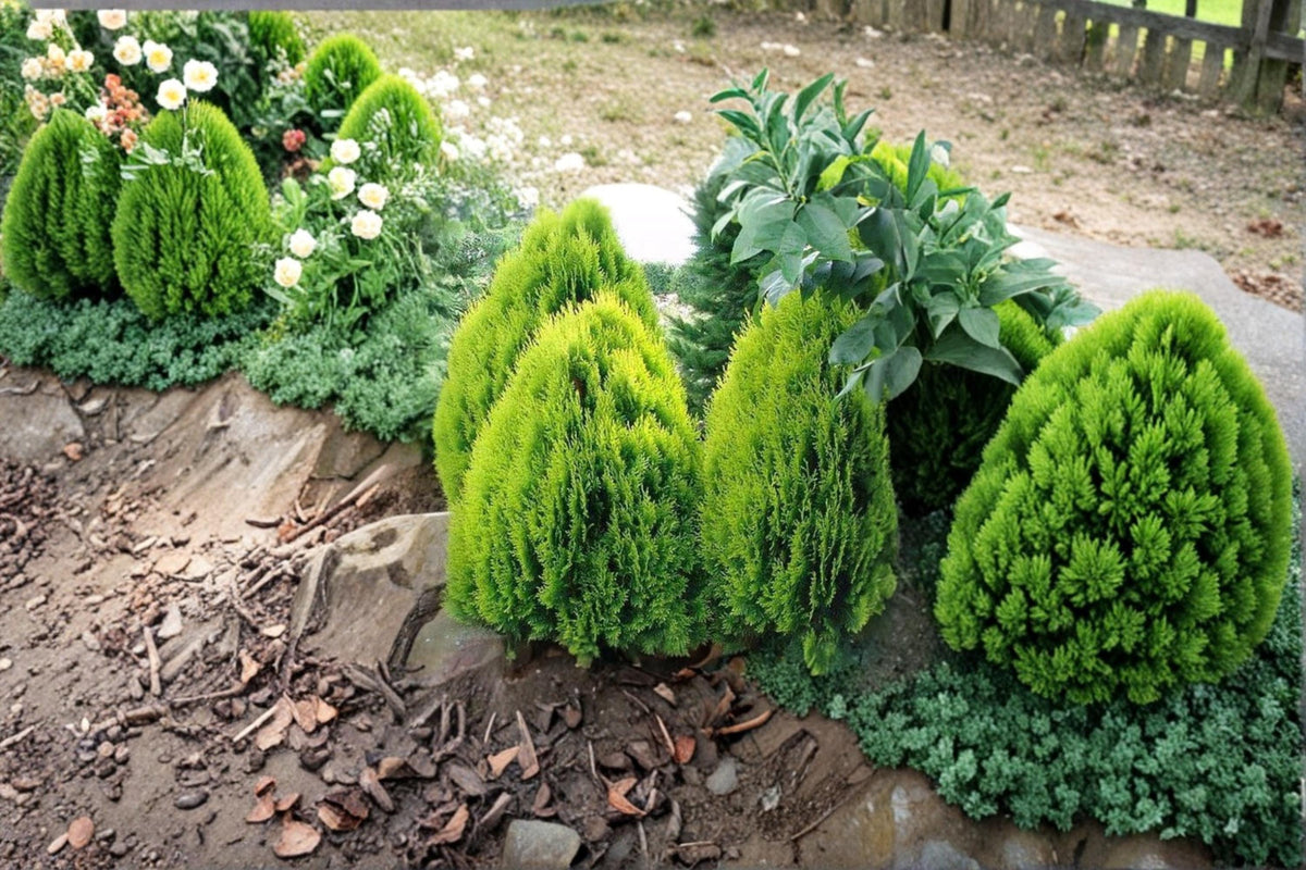40 Seeds Oriental Arborvitae Platycladus orientalis Evergreen Ornamental Tree