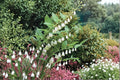 20 Seeds Great Solomon's Seal Polygonatum biflorum Native Woodland Perennial