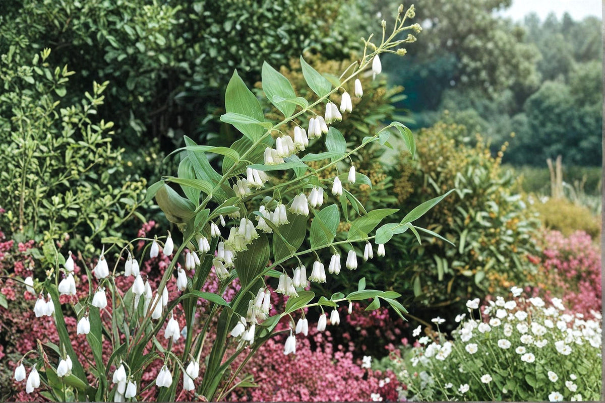 20 Seeds Great Solomon's Seal Polygonatum biflorum Native Woodland Perennial