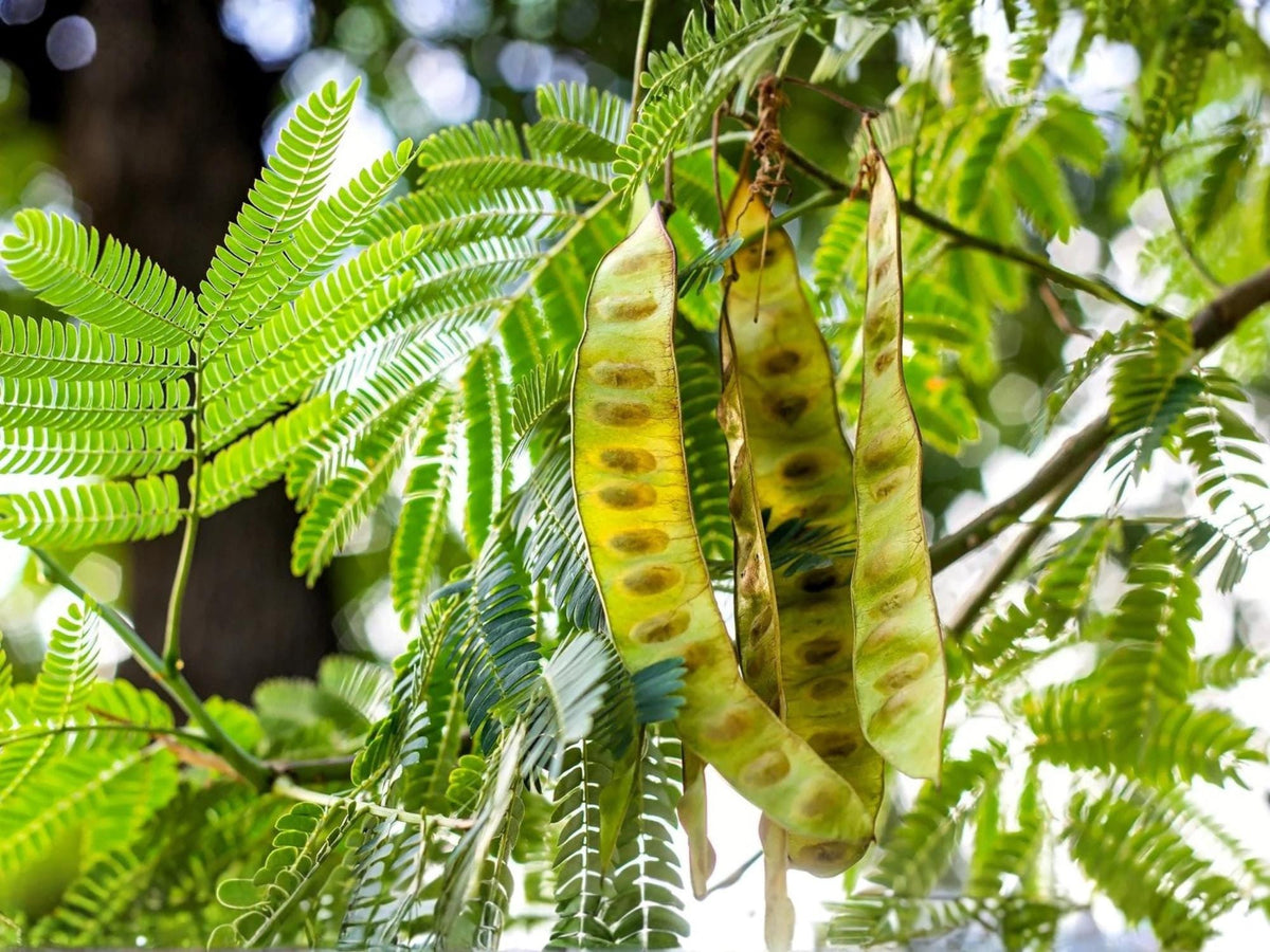 10 Seeds Chinese Honeylocust Heirloom Soap Bean Tree