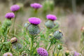 100 Seeds Swamp Thistle Cirsium muticum Native Wildflower