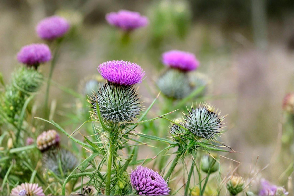 100 Seeds Swamp Thistle Cirsium muticum Native Wildflower