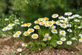 100 Seeds Feverfew Herb Tanacetum parthenium Daisy-like Flowers