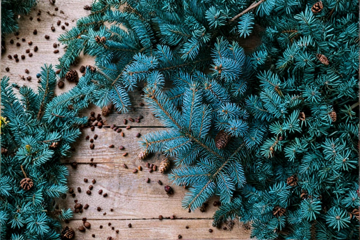 20 Seeds Blue Spruce Picea pungens Conifer Tree Evergreen Landscape