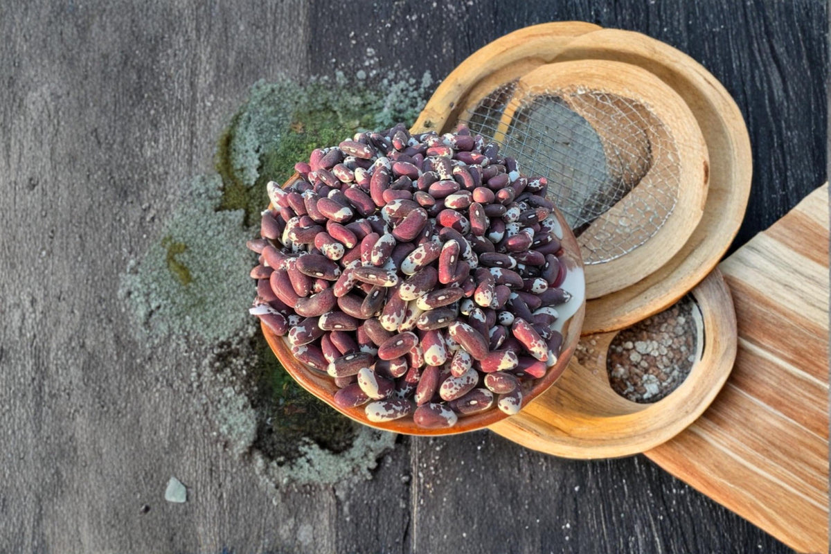 20 Seeds Jacob's Cattle Bean Heirloom Phaseolus vulgaris
