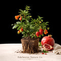 Afganski Pomegranate Starter Plug | Cold Hardy Punica granatum Plant