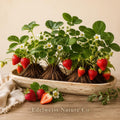 20 Chandler Strawberry Bare Roots – Springbearing Live Plants for Edible Berry Gardens