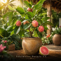 Barbie Pink Guava Starter Plant | Psidium guajava Live Tropical Fruit Tree
