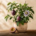 Possum Purple Passion Fruit Starter Plant | Heirloom Self-Fertile Tropical Vine