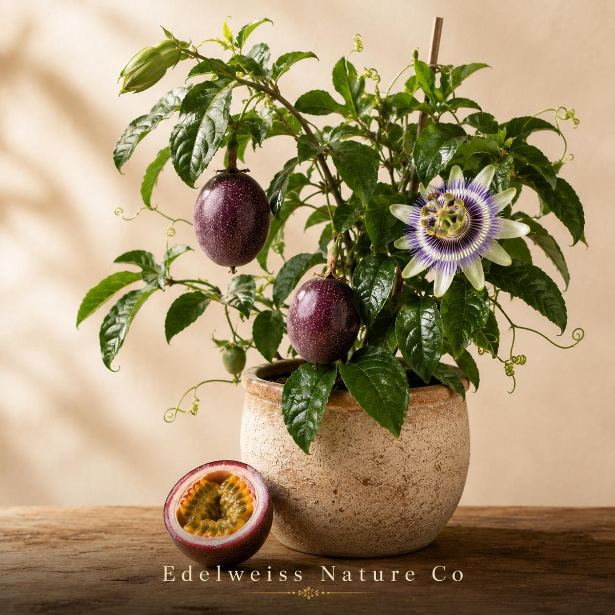 Possum Purple Passion Fruit Starter Plant | Heirloom Self-Fertile Tropical Vine
