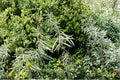 1 Cutting Coyote Willow Salix exigua Live Plant Cutting Sandbar Willow