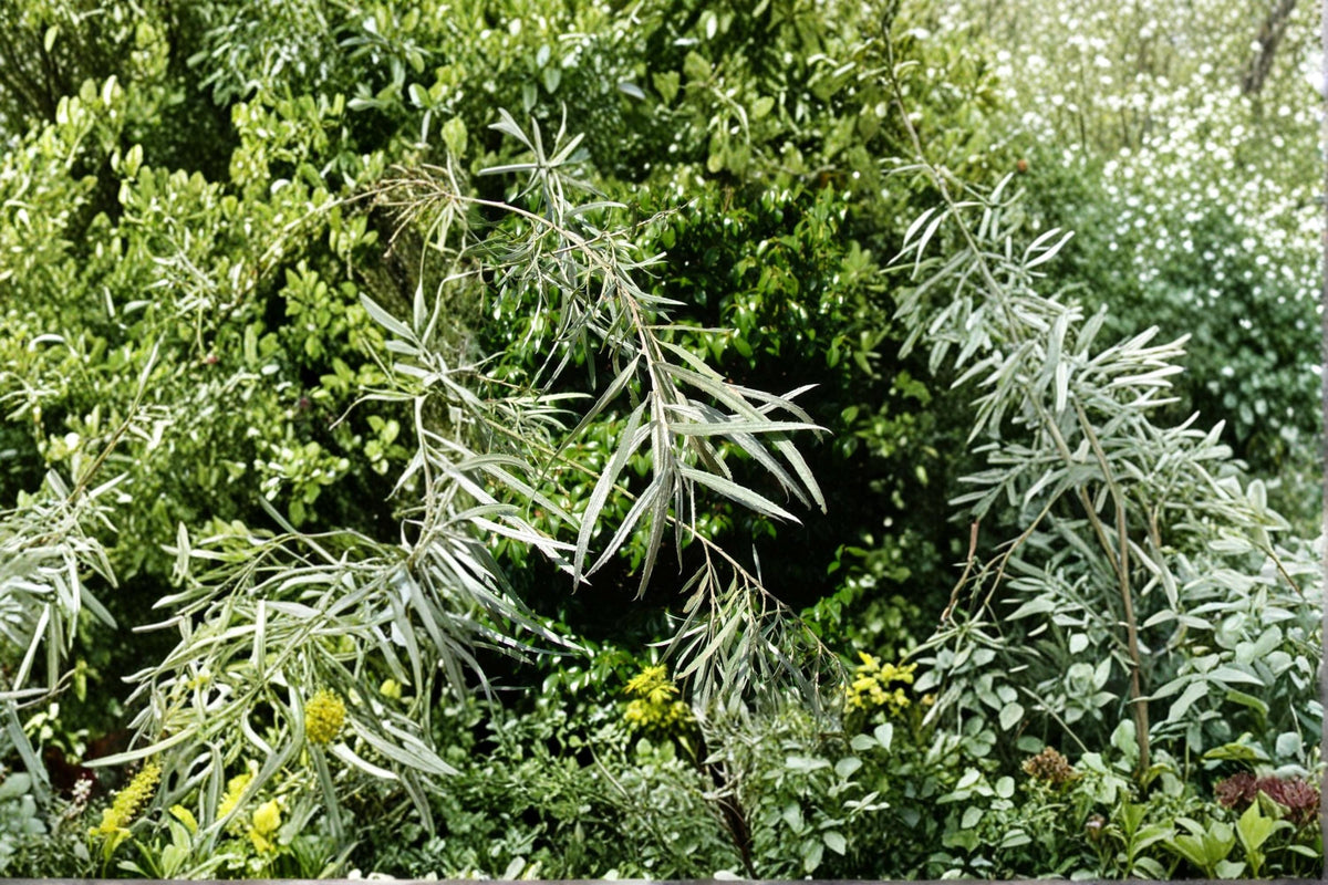 1 Cutting Coyote Willow Salix exigua Live Plant Cutting Sandbar Willow