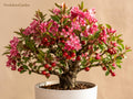 1 Roselow Crabapple Rooted Plant - Malus Flowering Wildlife Tree